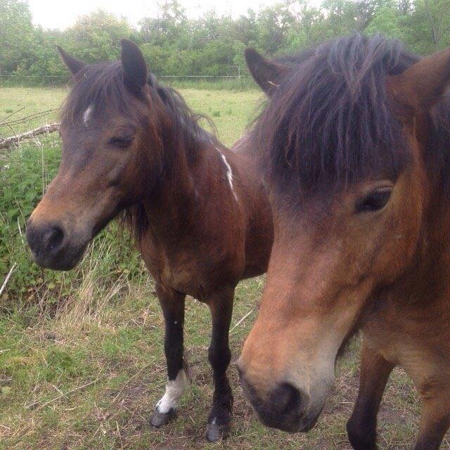 Pinto One Spot (Himmelhest) billede 3