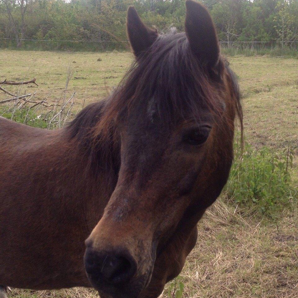 Pinto One Spot (Himmelhest) billede 4