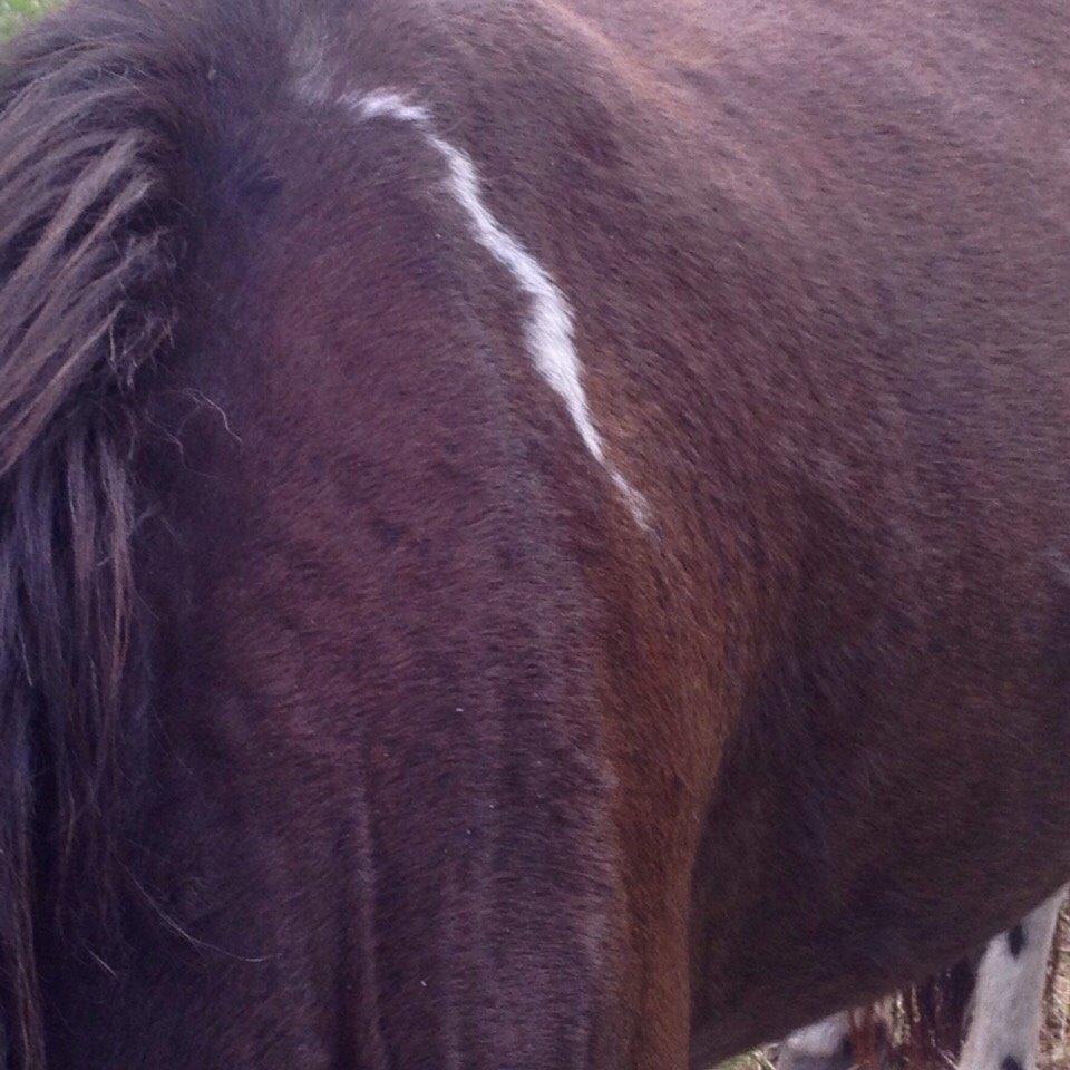 Pinto One Spot (Himmelhest) billede 5