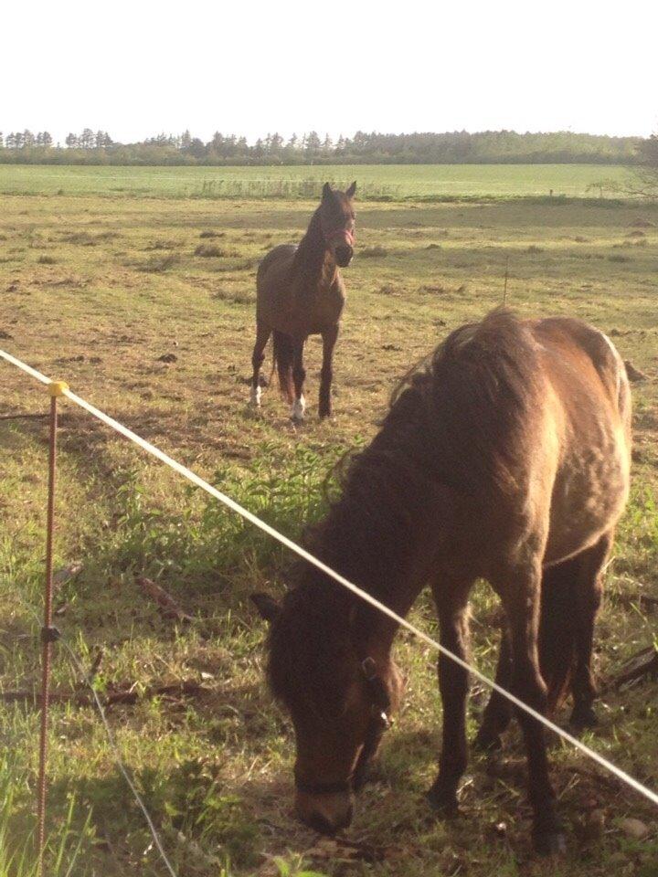 Pinto One Spot (Himmelhest) billede 6