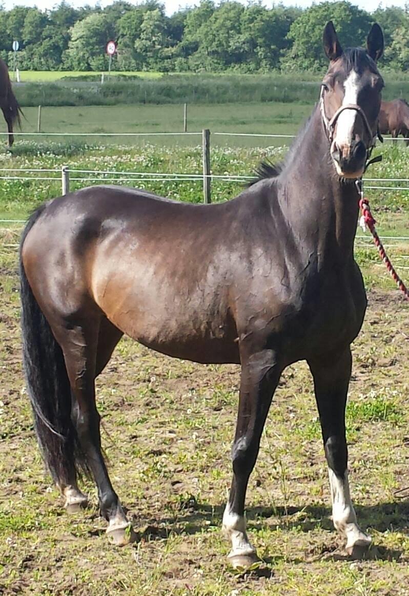 Dansk Varmblod ØSTERGÅRDENS DEISEY billede 2