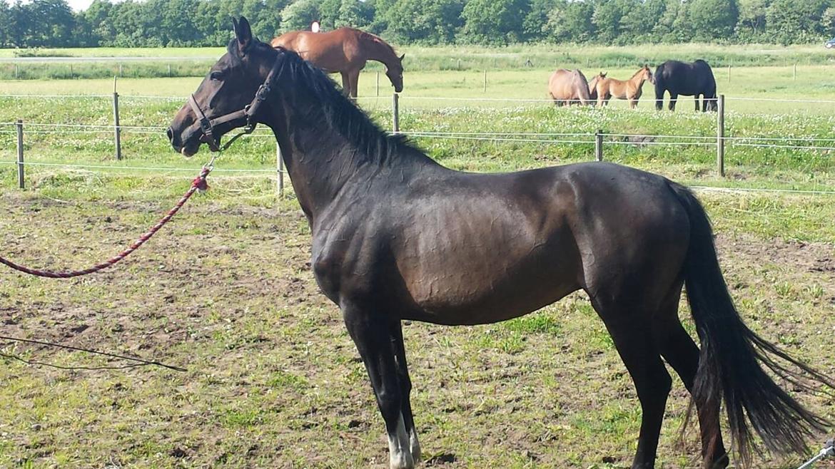 Dansk Varmblod ØSTERGÅRDENS DEISEY billede 3