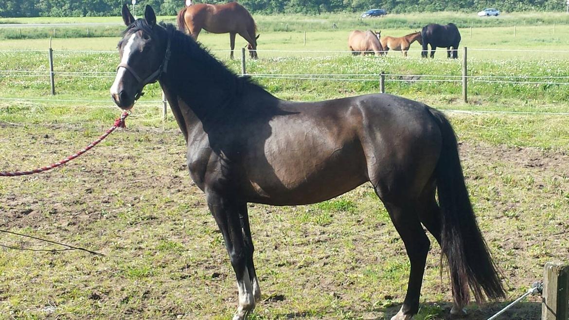 Dansk Varmblod ØSTERGÅRDENS DEISEY billede 4