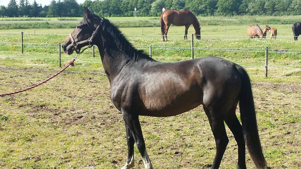 Dansk Varmblod ØSTERGÅRDENS DEISEY billede 5