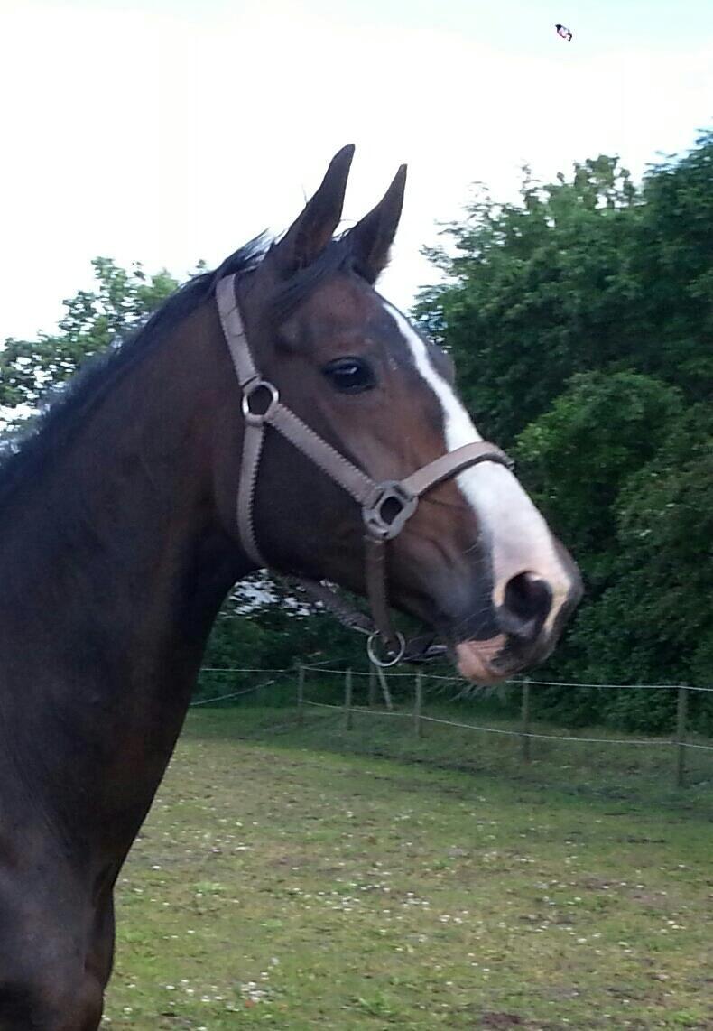 Dansk Varmblod ØSTERGÅRDENS DEISEY billede 8