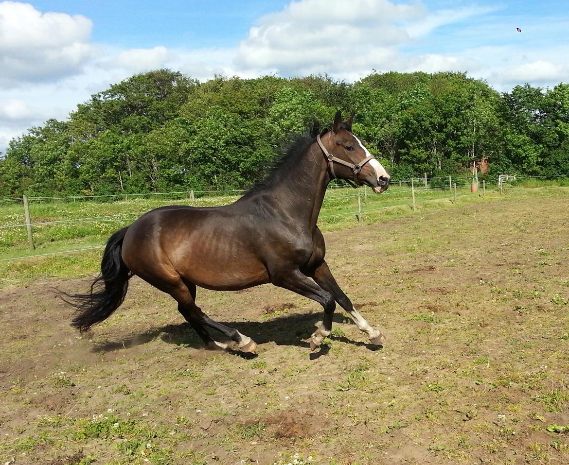 Dansk Varmblod ØSTERGÅRDENS DEISEY billede 1