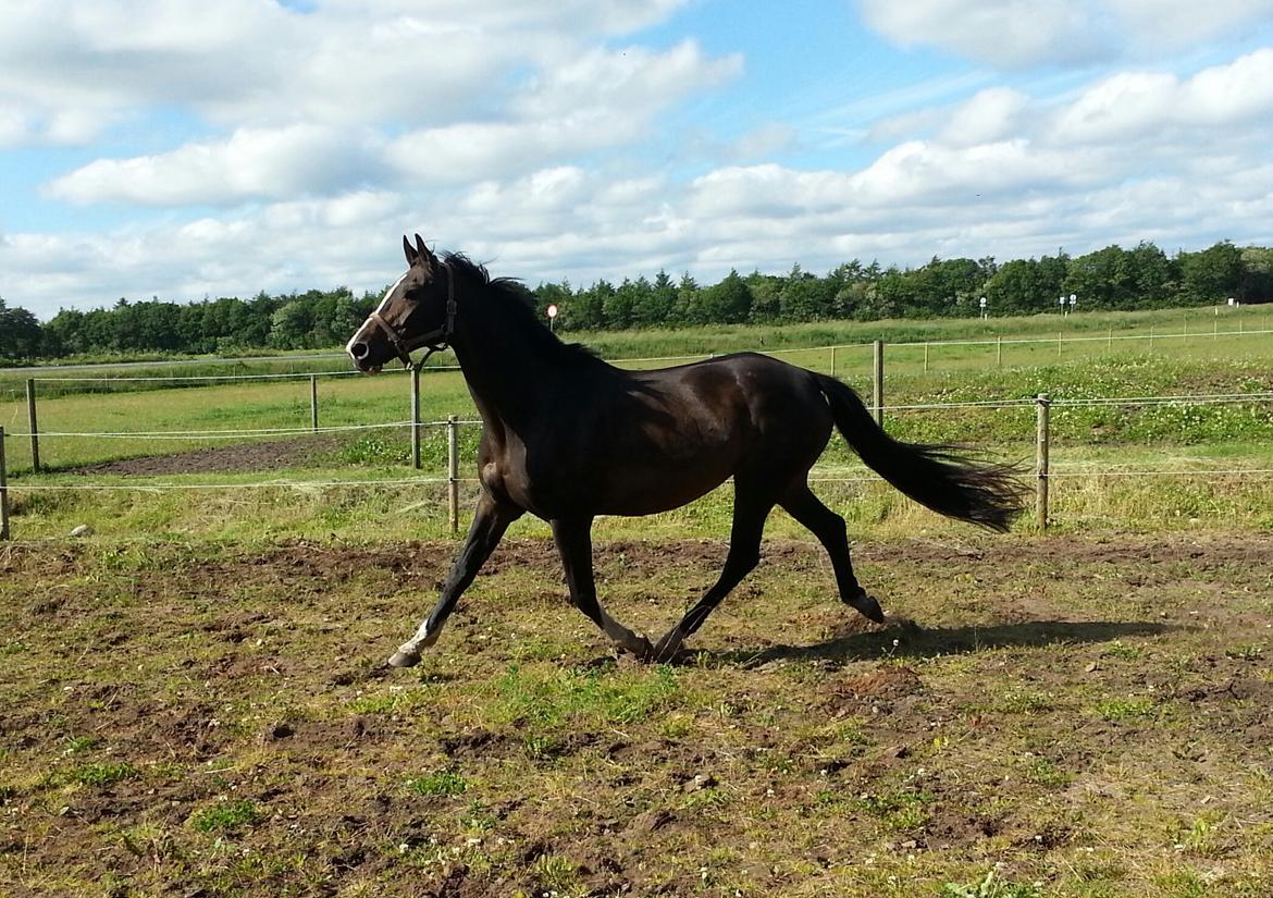 Dansk Varmblod ØSTERGÅRDENS DEISEY billede 10