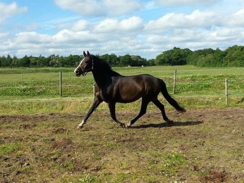 Dansk Varmblod ØSTERGÅRDENS DEISEY billede 6
