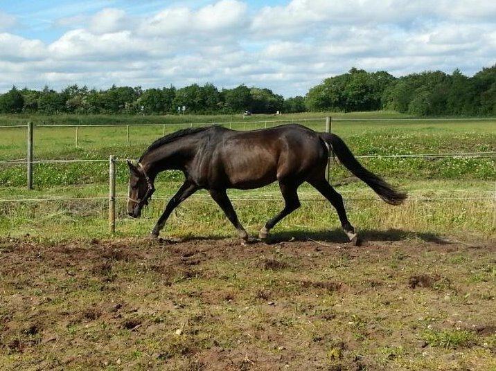 Dansk Varmblod ØSTERGÅRDENS DEISEY billede 7