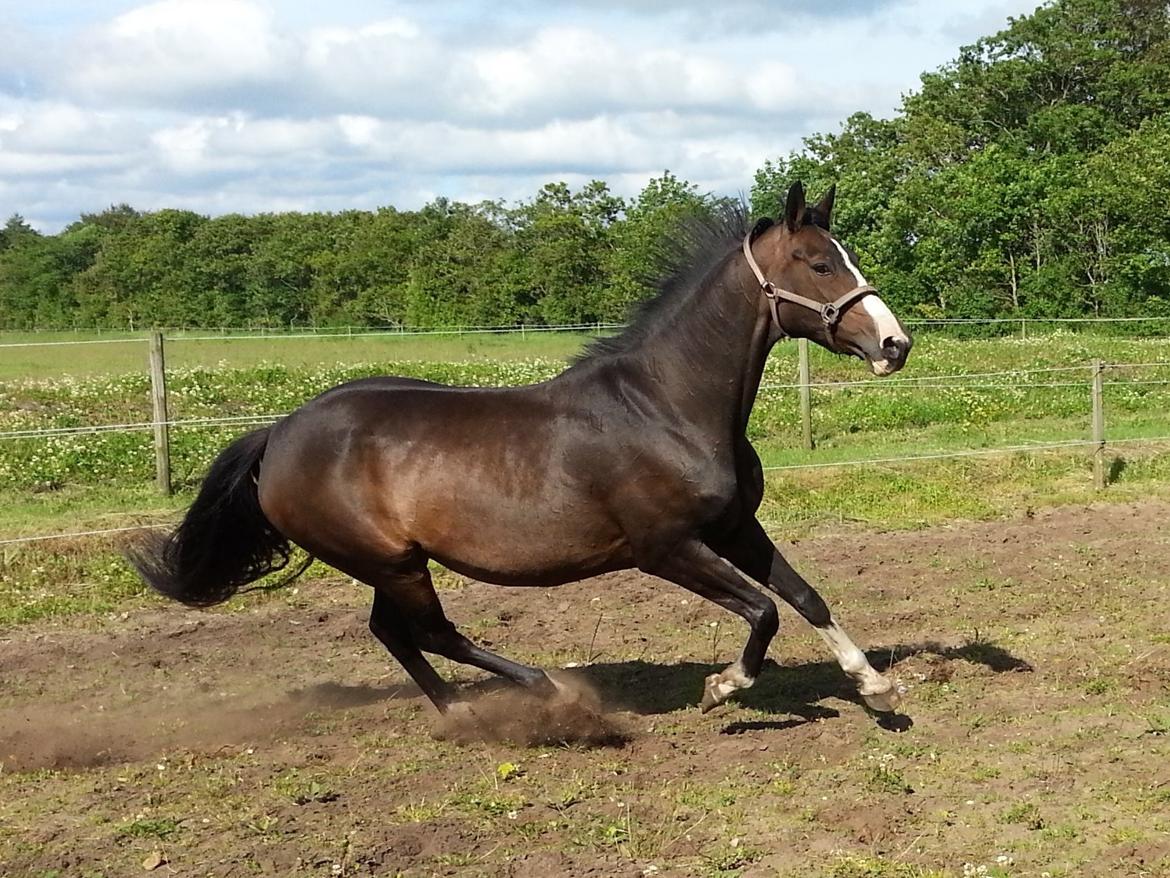 Dansk Varmblod ØSTERGÅRDENS DEISEY billede 9