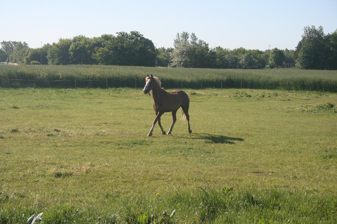 DSP Window - Første gang på fold ved os<3 billede 2