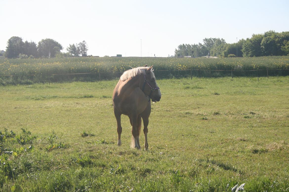 DSP Window - Han betyder alt<3 billede 3