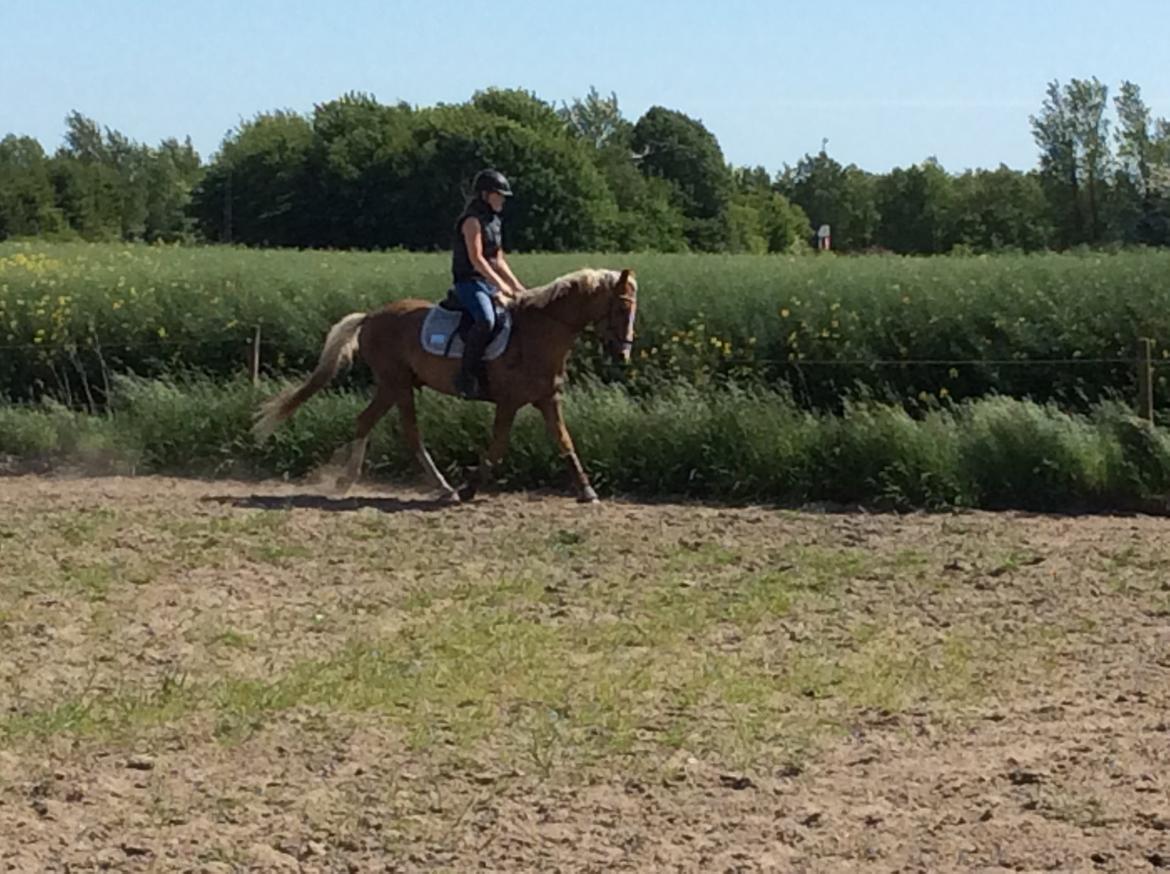 DSP Window - Første dressur træning derhjemme<3 billede 7