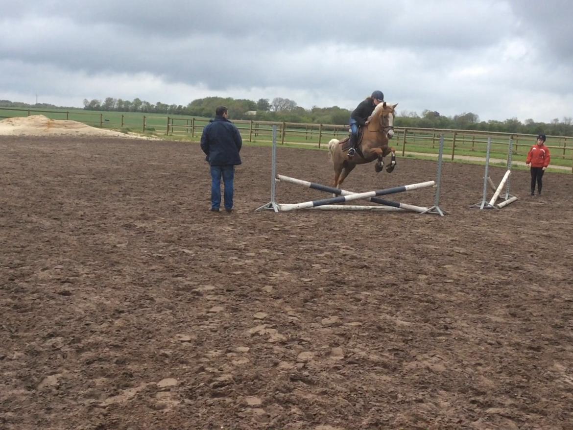 DSP Window - første gang jeg var ude at prøve ham<3 billede 4