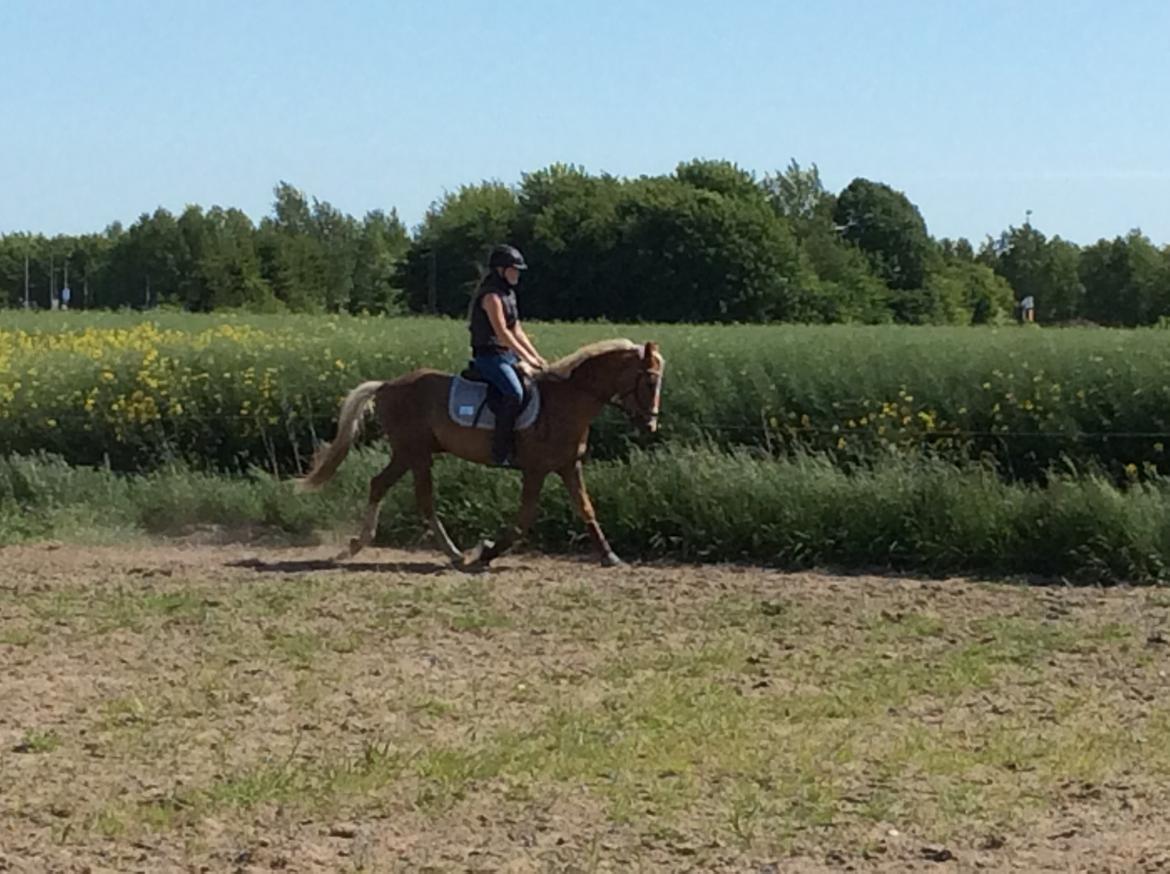 DSP Window billede 11