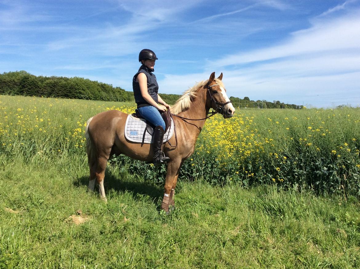 DSP Window billede 12