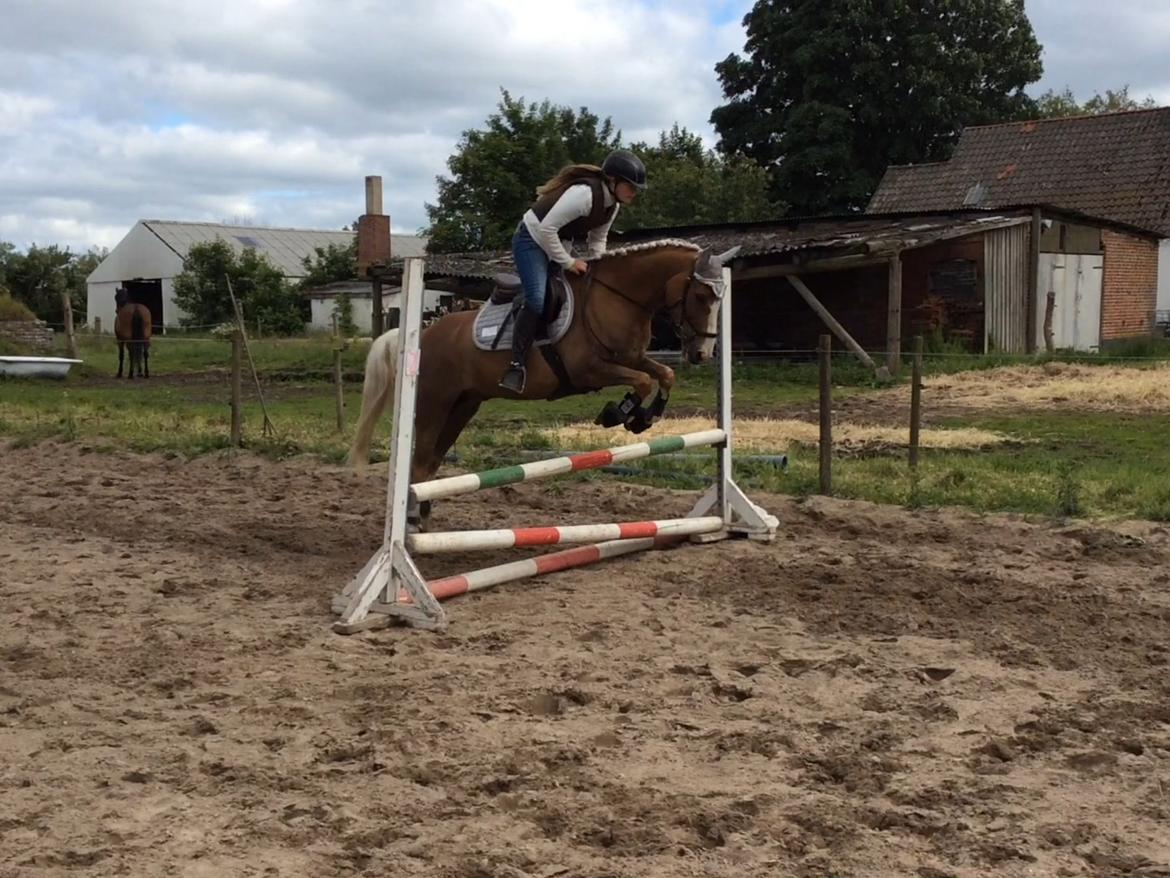 DSP Window - Sejeste pony<3 billede 1