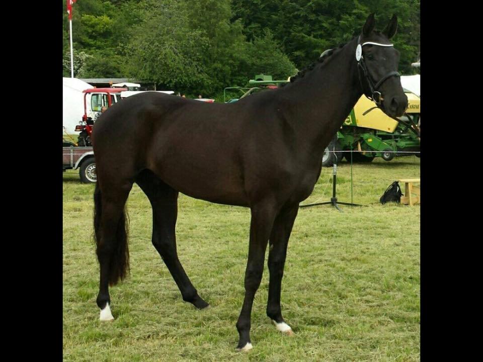 Dansk Varmblod things lucas billede 3