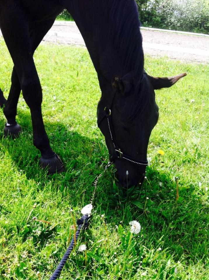 Dansk Varmblod things lucas billede 2