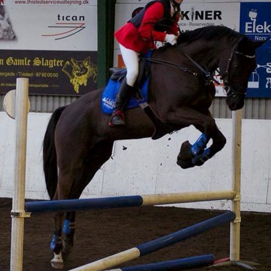 Dansk Varmblod things lucas - stævne 2015 på nordthy rideklub billede 1