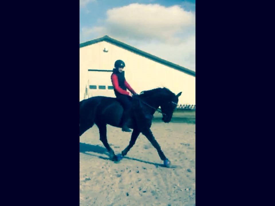 Dansk Varmblod things lucas - trræning uden sadel billede 6