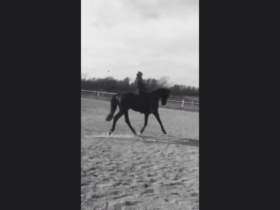 Dansk Varmblod things lucas billede 7