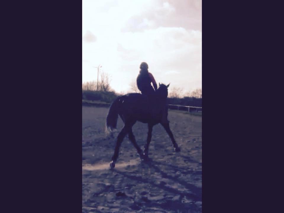 Dansk Varmblod things lucas billede 8