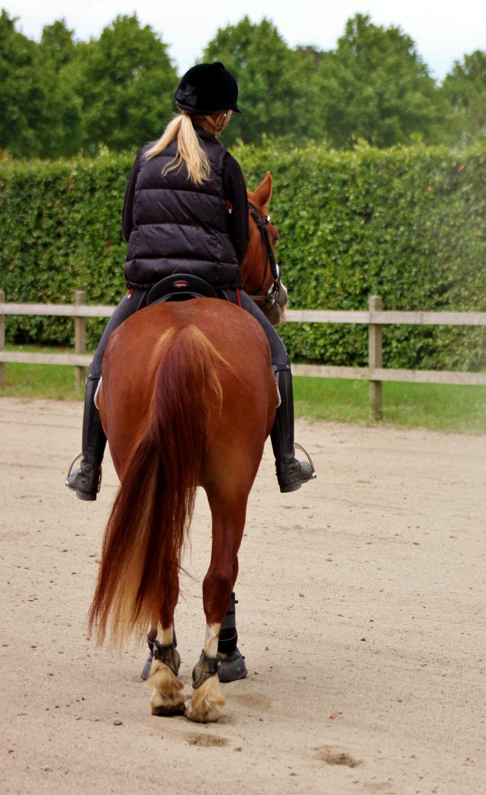 Welsh Cob (sec D) Haymo's Avador (aka. Lille Røde) billede 28