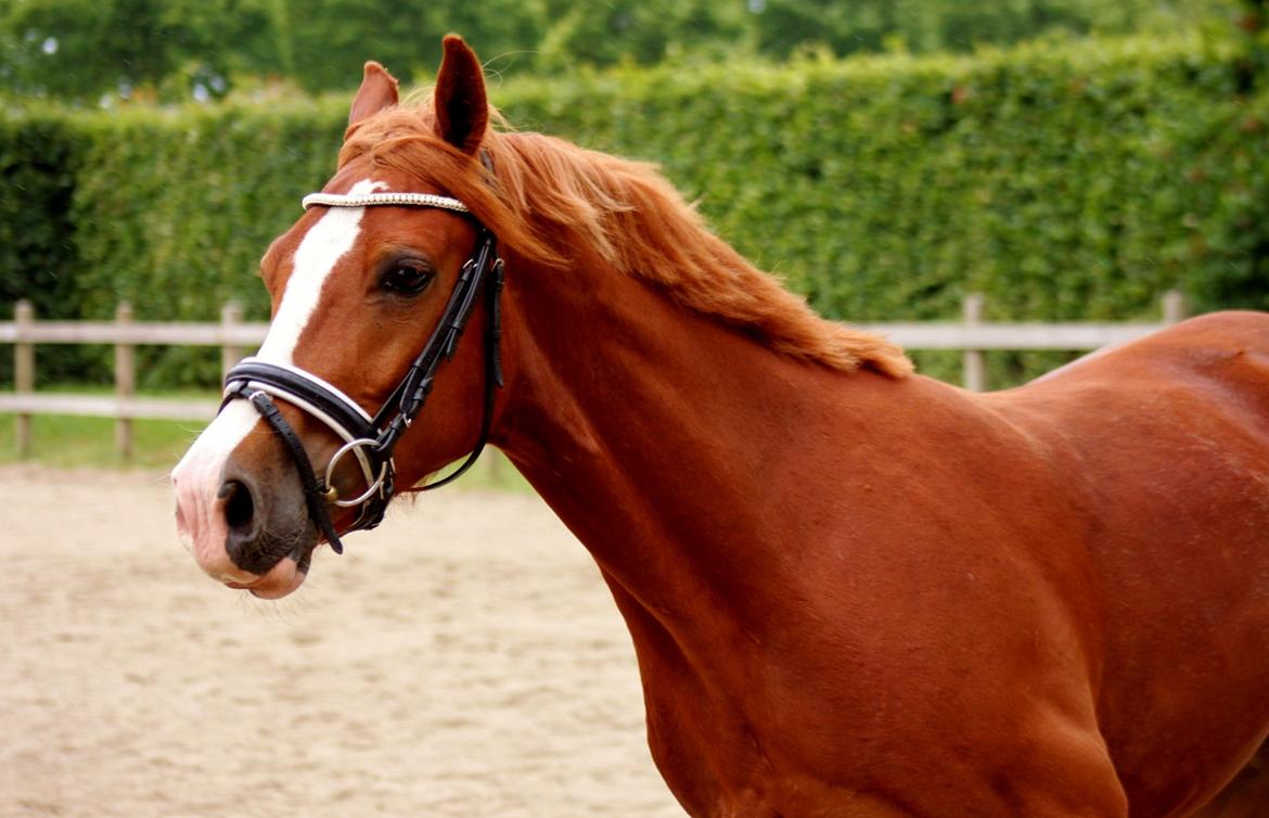 Welsh Cob (sec D) Haymo's Avador (aka. Lille Røde) billede 14