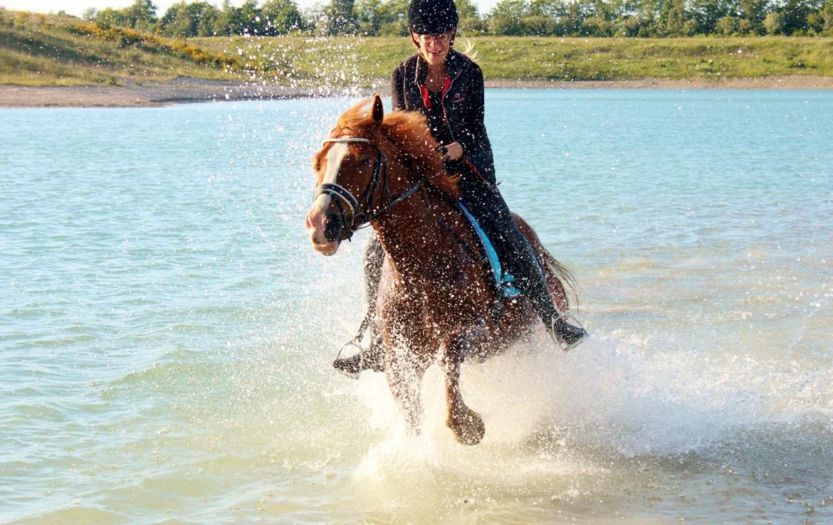 Welsh Cob (sec D) Haymo's Avador (aka. Lille Røde) billede 5