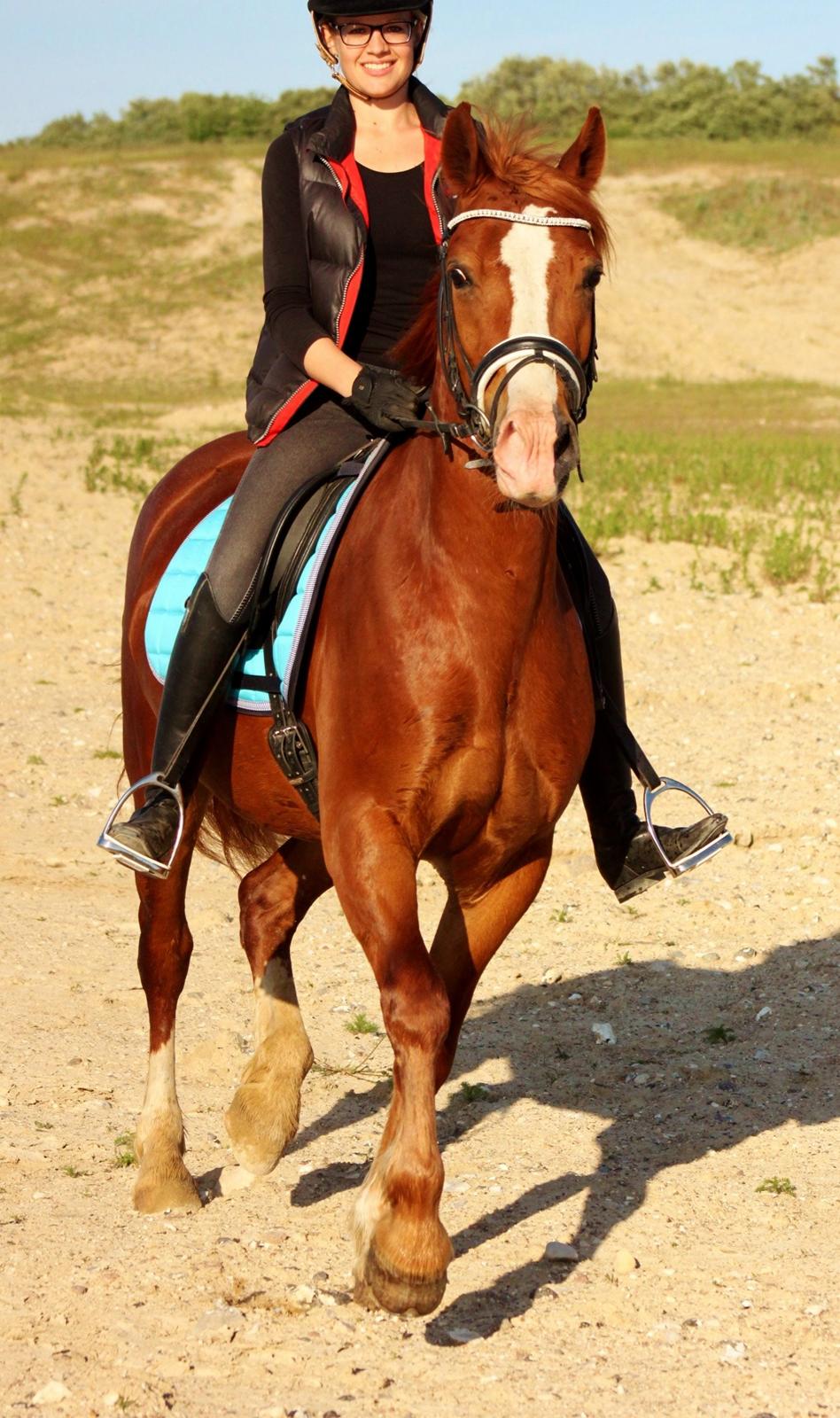 Welsh Cob (sec D) Haymo's Avador (aka. Lille Røde) billede 19