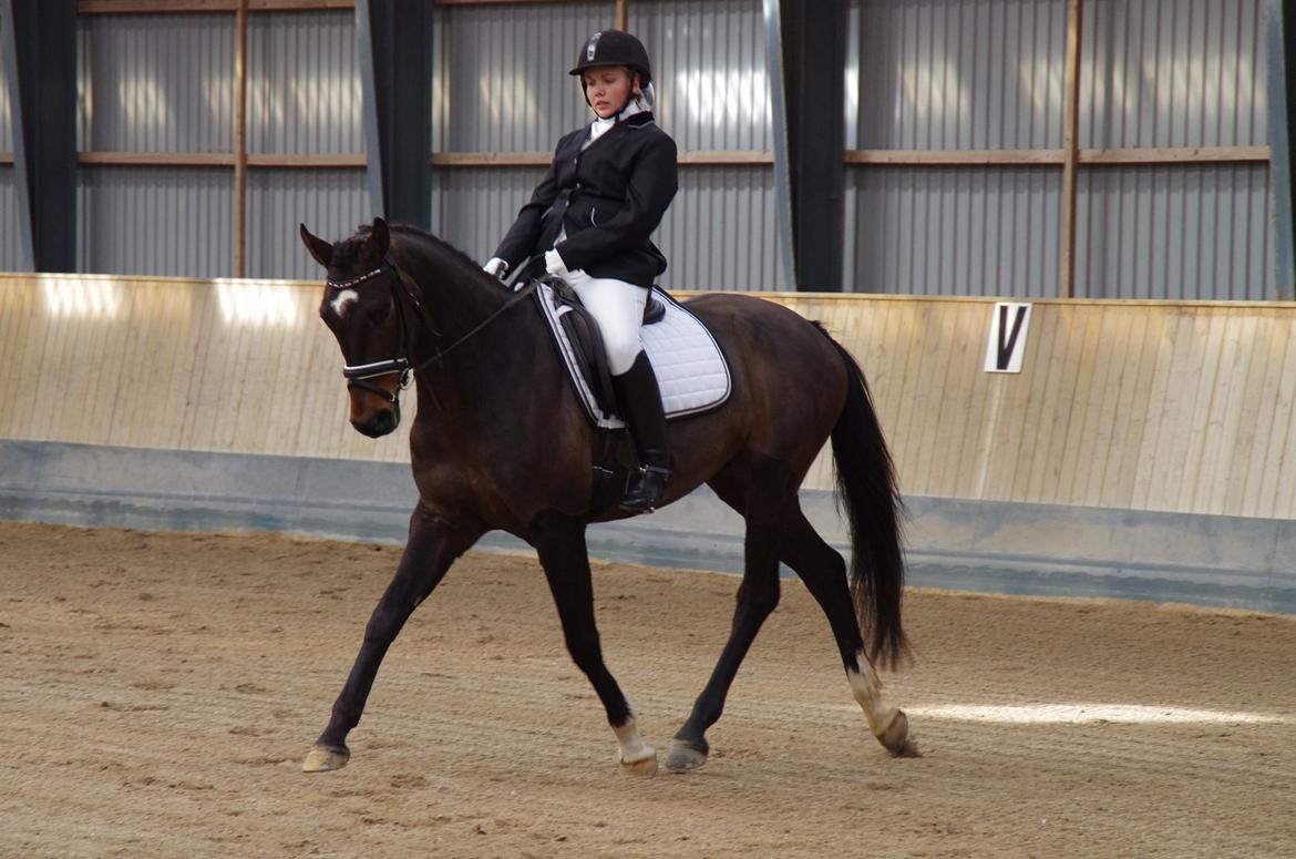 Dansk Varmblod Baunehøjens Fürst Flügger billede 13