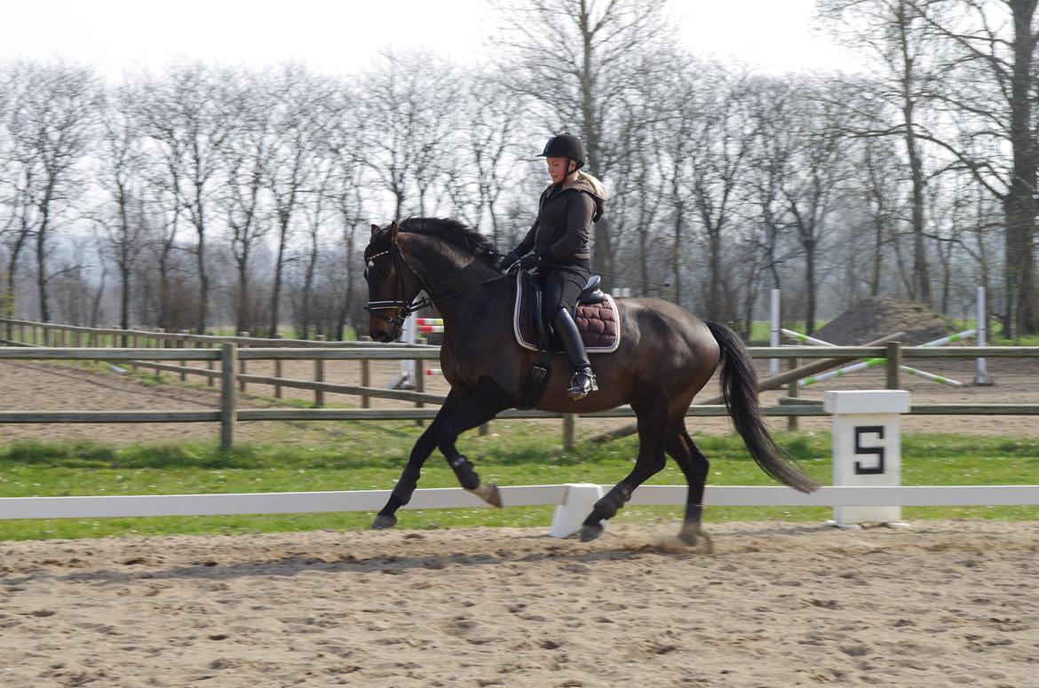 Dansk Varmblod Baunehøjens Fürst Flügger billede 15