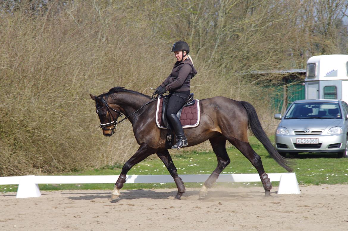Dansk Varmblod Baunehøjens Fürst Flügger billede 19