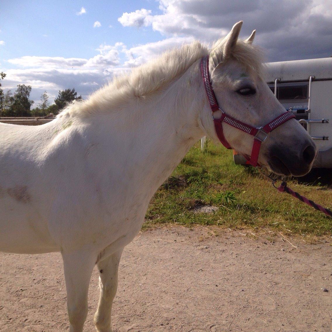 Anden særlig race Ryttergaardens Lille My billede 17