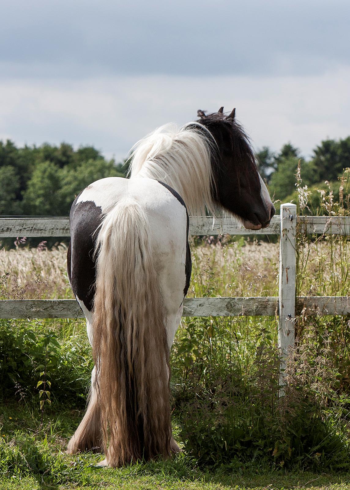 Irish Cob Gordon Blue billede 12
