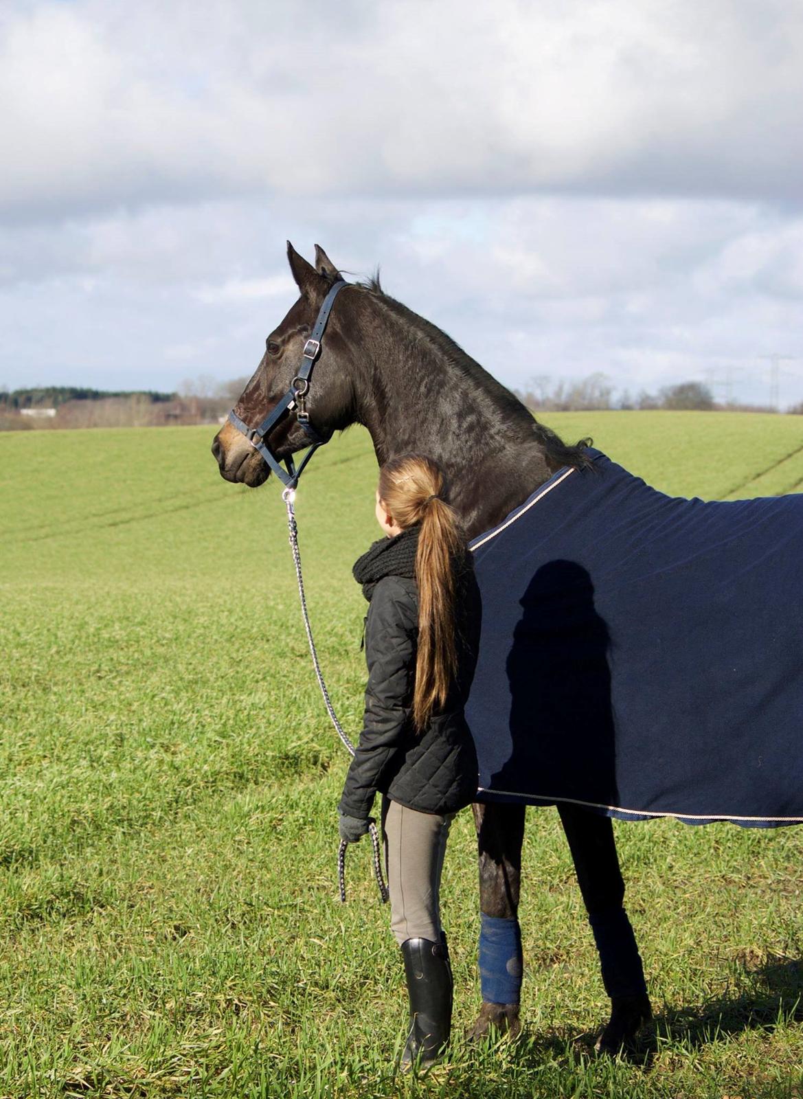 Trakehner Isabella  billede 11