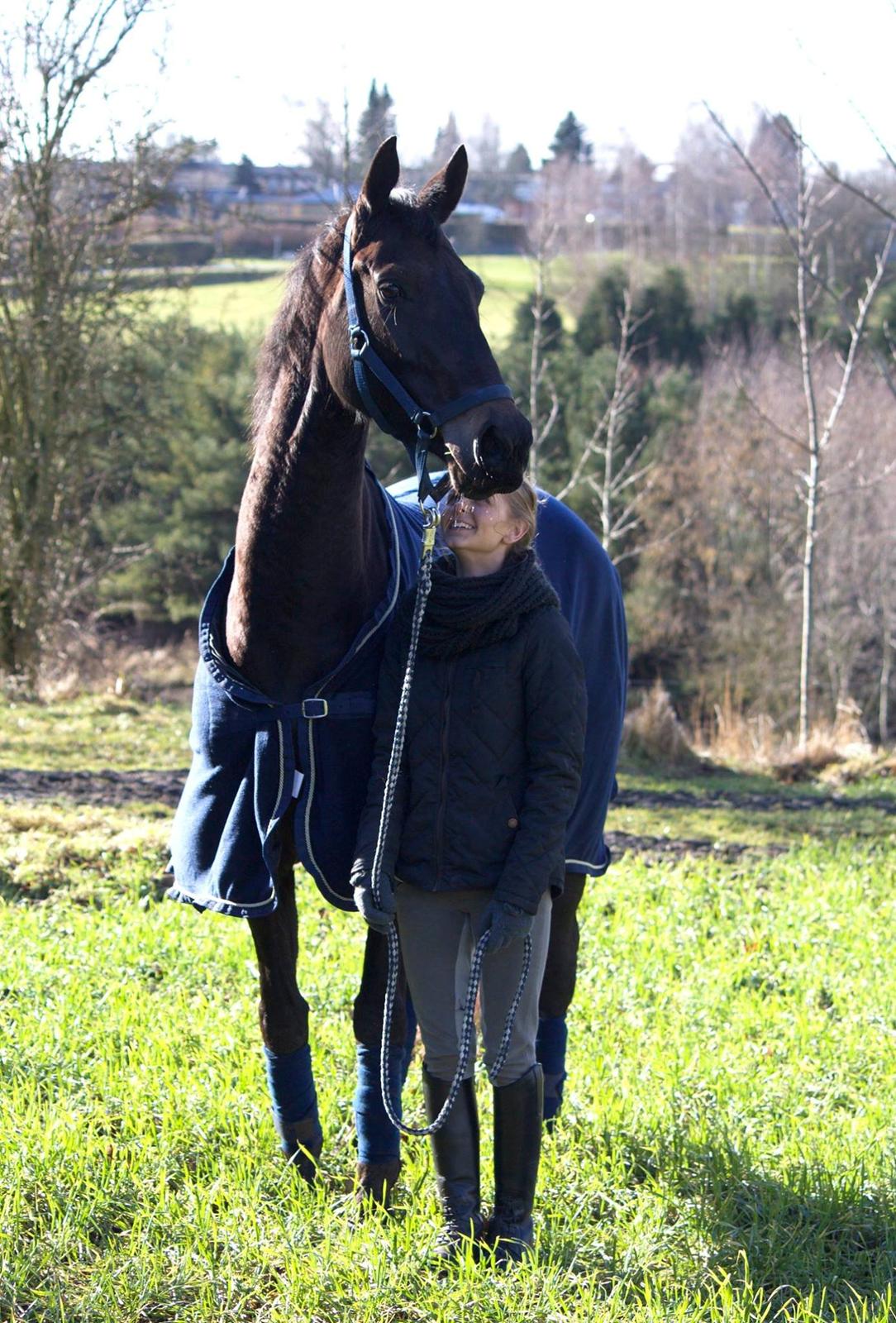 Trakehner Isabella  billede 9