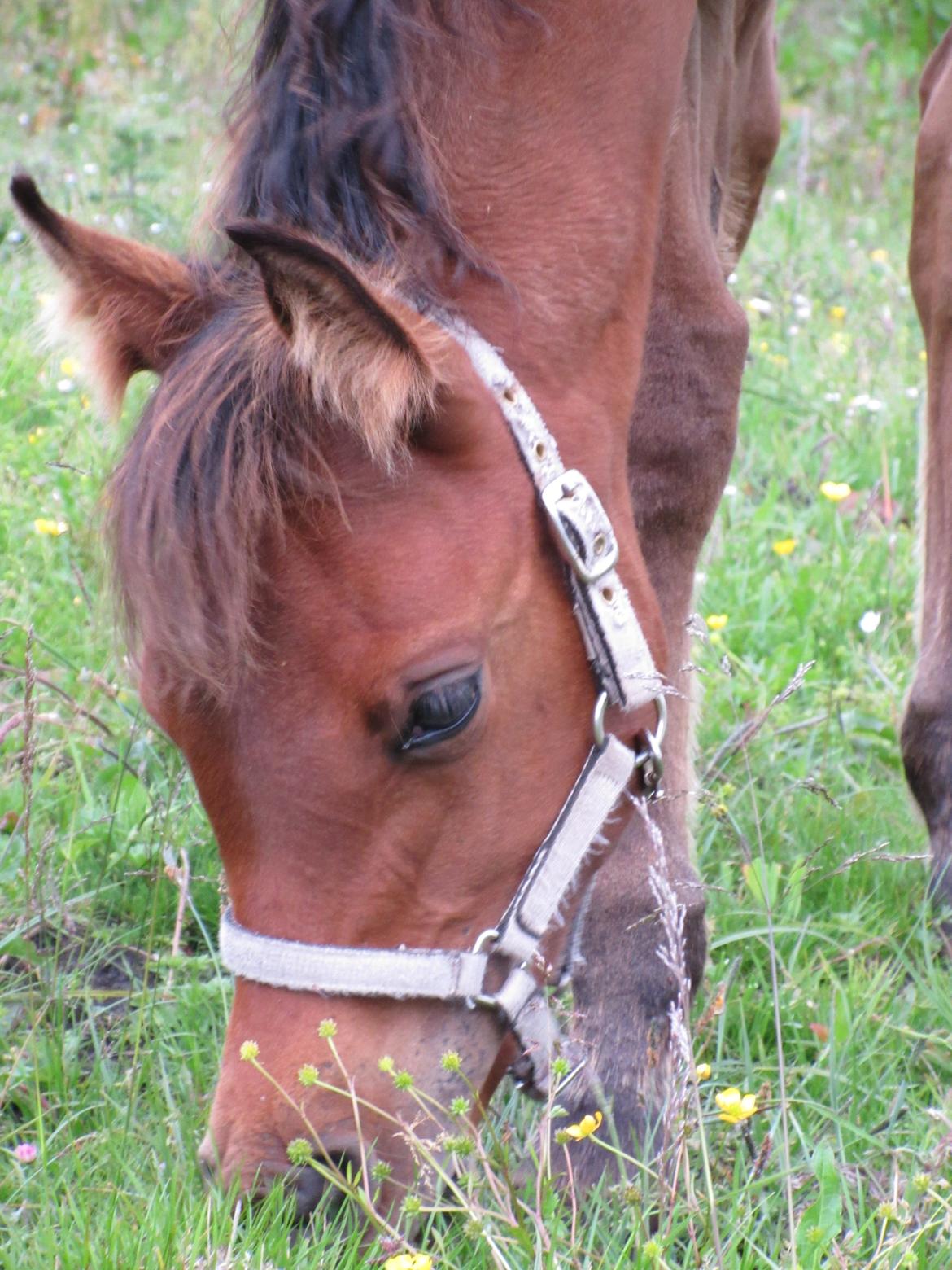 Arabisk fuldblod (OX) E'leganzy OX 6021 *SOLGT* billede 14