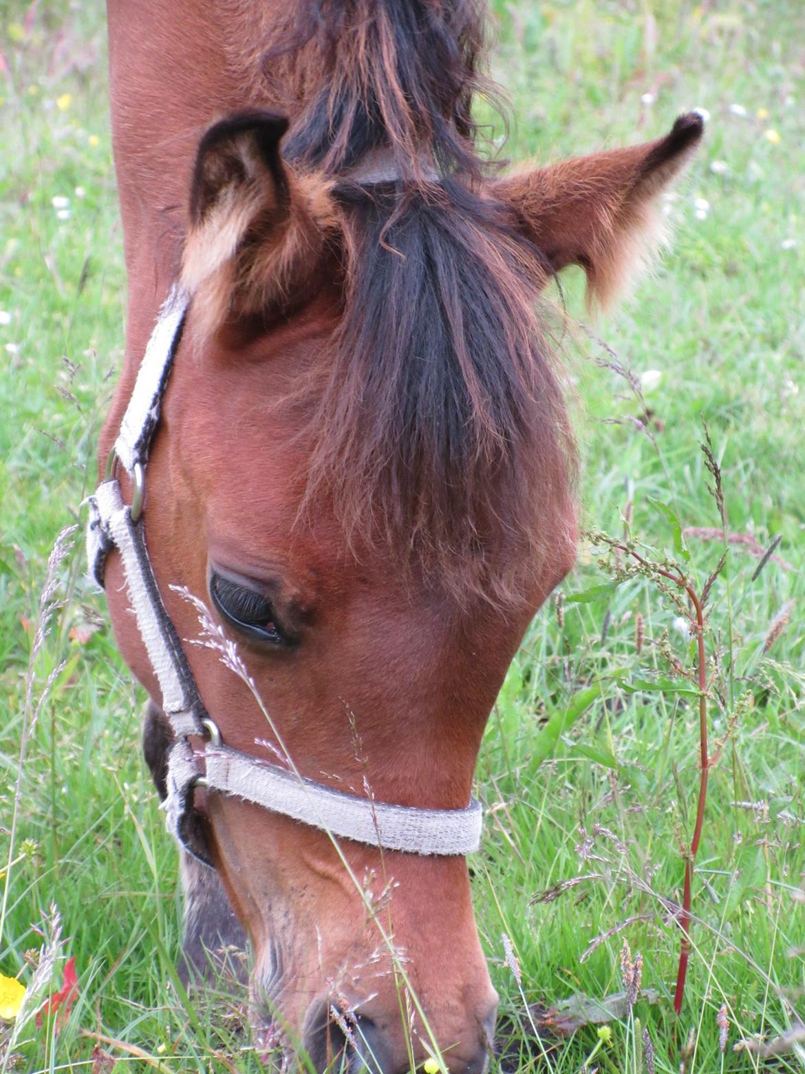 Arabisk fuldblod (OX) E'leganzy OX 6021 *SOLGT* billede 16