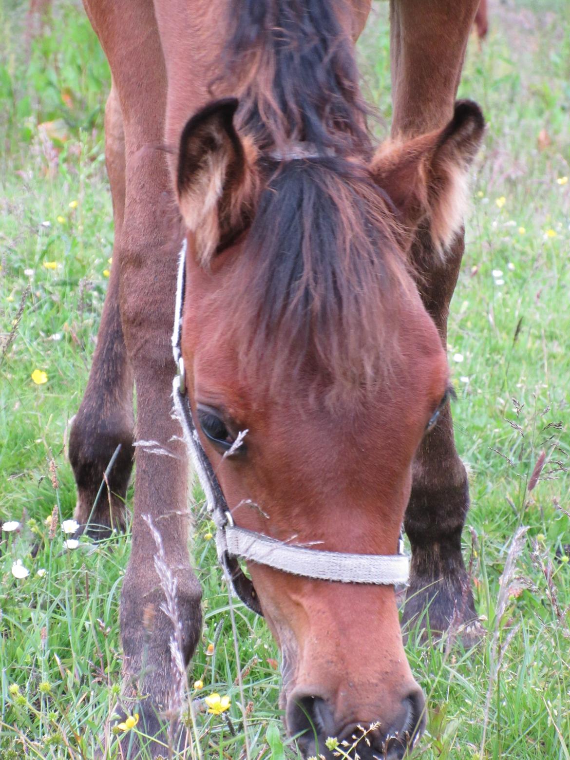 Arabisk fuldblod (OX) E'leganzy OX 6021 *SOLGT* billede 15