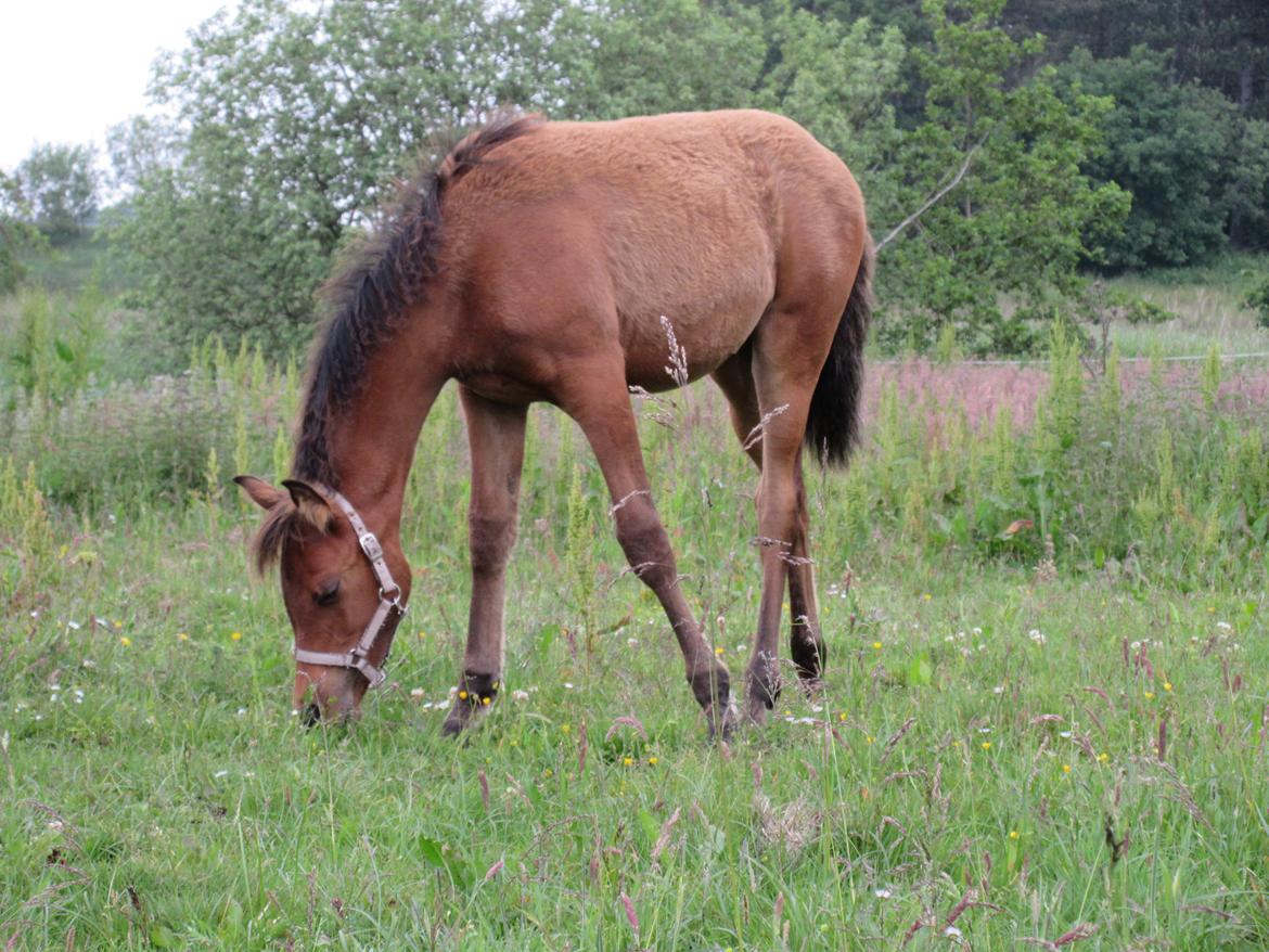 Arabisk fuldblod (OX) E'leganzy OX 6021 *SOLGT* billede 17