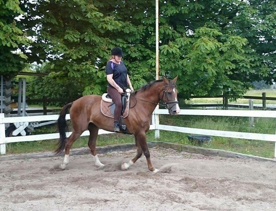 Westfaler Eskoria billede 19