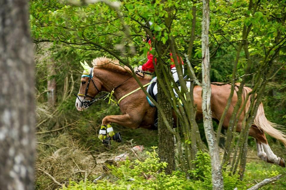 Anden særlig race Birkelund´s Massey - bred spring i kompedal billede 12