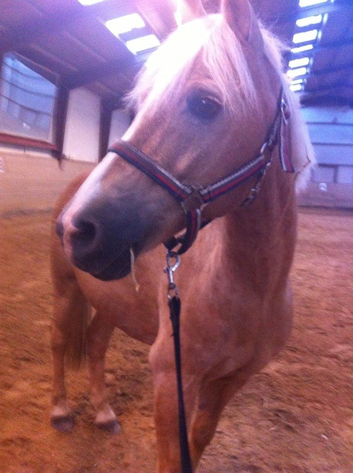 Anden særlig race timon billede 2