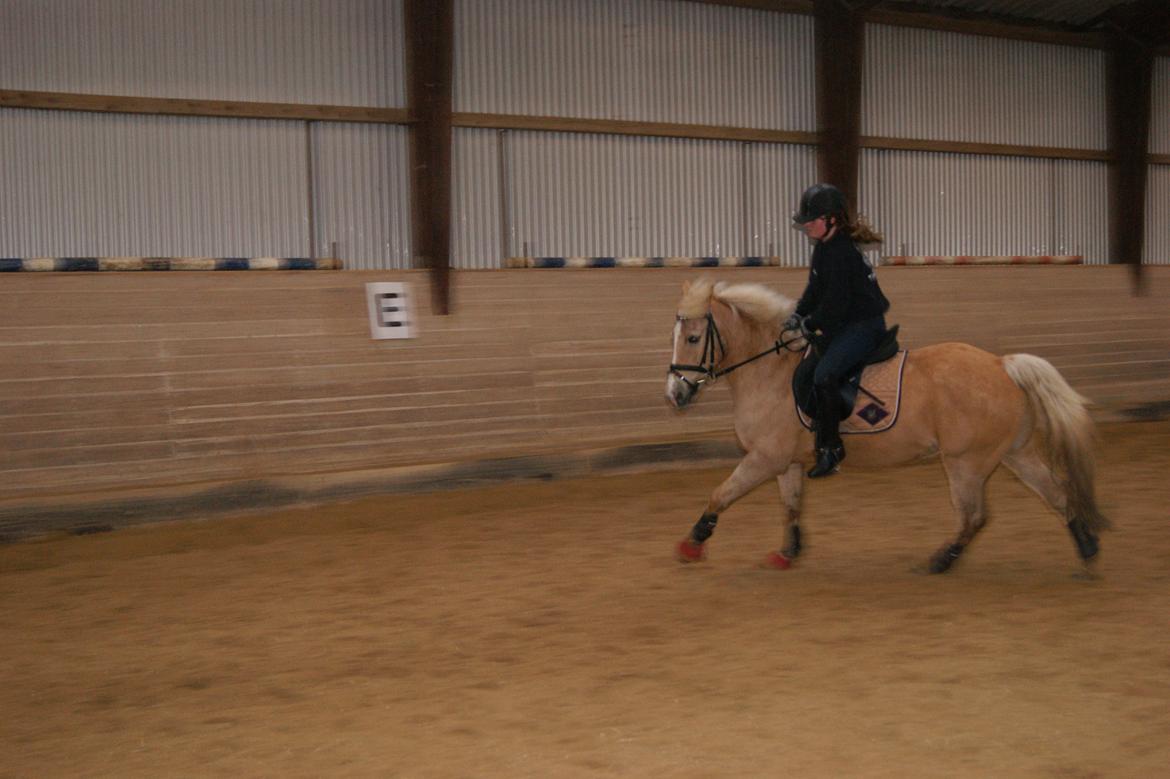 Anden særlig race timon billede 5