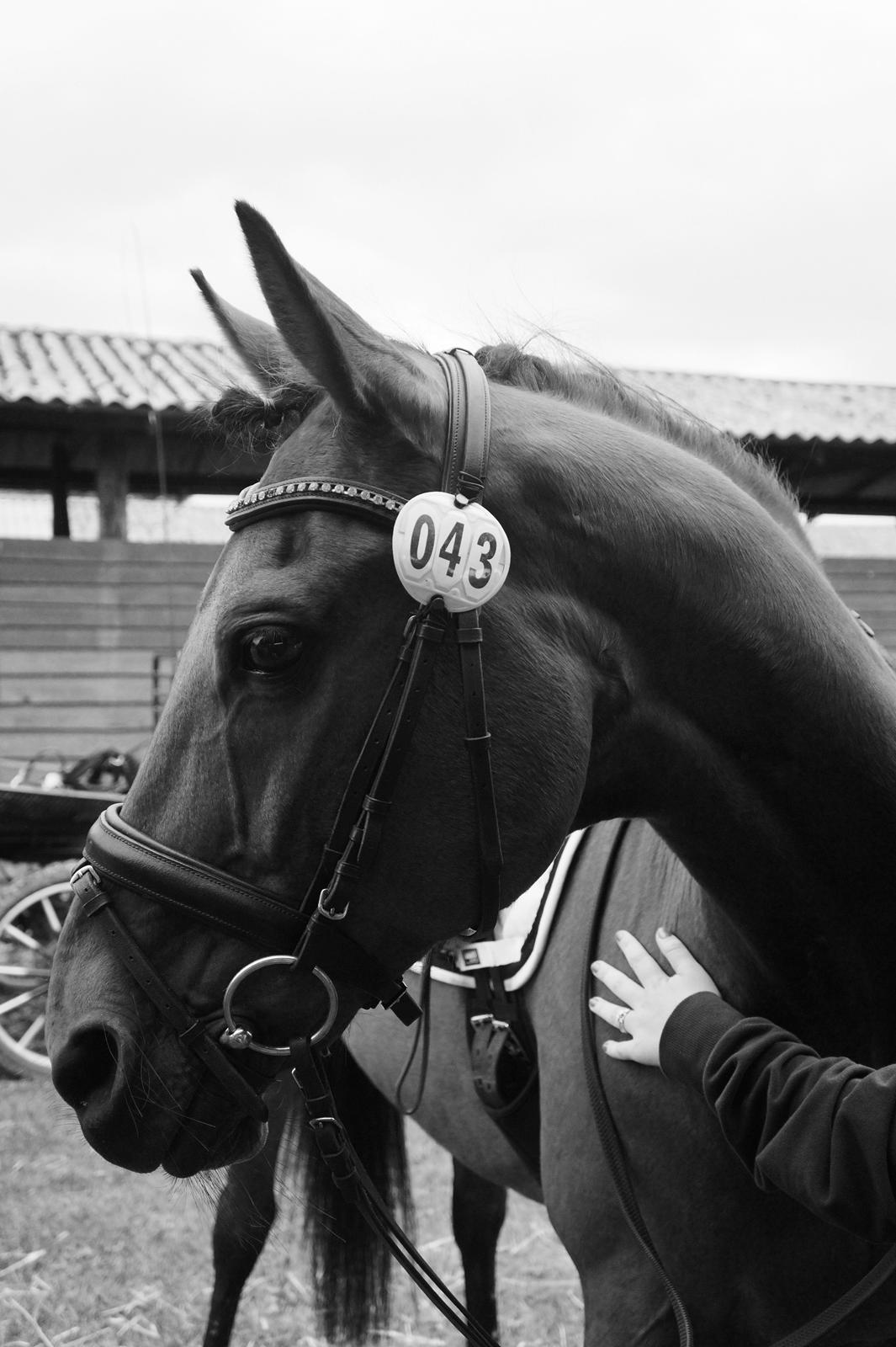 Traver Baron EK (S) billede 18