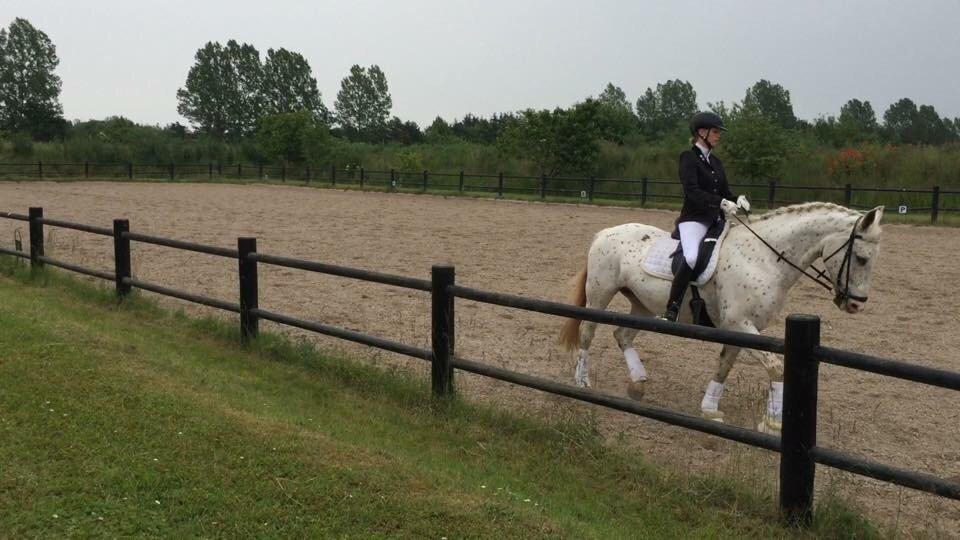 Knabstrupper Jollys Golden Sun Spot billede 17