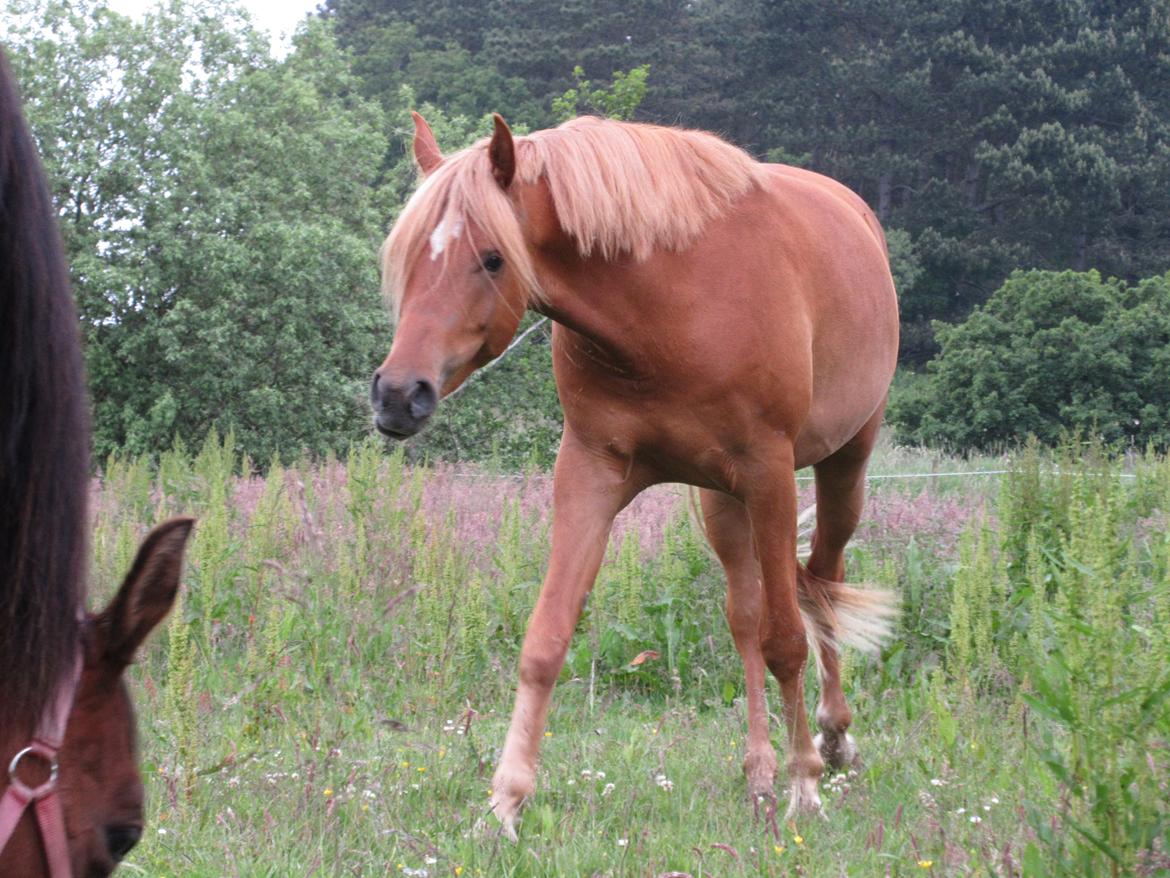 Arabisk fuldblod (OX) KI Gharib ox *Ribber* - *SOLGT* billede 5