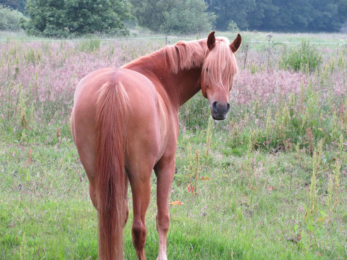 Arabisk fuldblod (OX) KI Gharib ox *Ribber* - *SOLGT* - Når enden er go' er alting godt ;)  billede 45